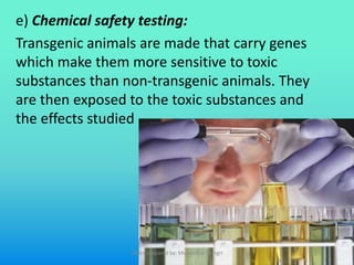e) Chemical safety testing:
Transgenic animals are made that carry genes
which make them more sensitive to toxic
substances than non-transgenic animals. They
are then exposed to the toxic substances and
the effects studied
Slides prepared by: Muralidhar Shingri
 