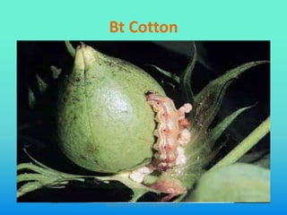 Bt Cotton
Slides prepared by: Muralidhar Shingri
 