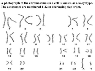 Cell Autosomes Biotechnology and its fundamental final (1).ppt