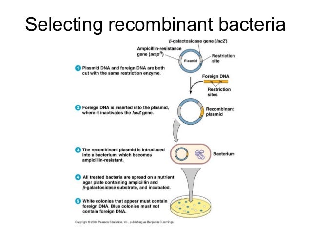 Biotechnology and recombinant dna ch. 9