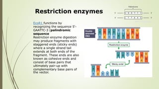Restriction enzymes
EcoR1 functions by
recognizing the sequence 5'-
GAATTC-3 (palindromic
sequence
Restriction enzyme digestion
may produce fragments with
staggered ends (sticky ends)
where a single strand tail
extends at both ends of the
fragment. These ends are also
known as cohesive ends and
consist of base pairs that
ultimately pair-up with
complementary base pairs of
the vector.
 