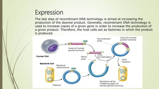 Expression
The last step of recombinant DNA technology is aimed at increasing the
production of the desired product. Generally, recombinant DNA technology is
used to increase copies of a given gene in order to increase the production of
a given product. Therefore, the host cells act as factories in which the product
is produced.
 