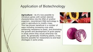 Application of Biotechnology
Agriculture - As it's now possible to
introduce genes with certain desired
characteristics into the DNA of another
organism, recombinant DNA technology is
used in agriculture to modify crops.
This has proven beneficial in a number of
ways including increasing crop yield,
enhancing resistance to pests, and promoting
the growth and development of given plants
in areas where they would otherwise not
grow. By genetically modifying plants, it has
become possible for researchers to end food
shortages in some areas.
 