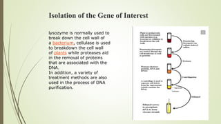 Isolation of the Gene of Interest
lysozyme is normally used to
break down the cell wall of
a bacterium, cellulase is used
to breakdown the cell wall
of plants while proteases aid
in the removal of proteins
that are associated with the
DNA.
In addition, a variety of
treatment methods are also
used in the process of DNA
purification.
 