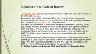 Isolation of the Gene of Interest
eukaryotic cells, denaturing detergents are used to lyse the cells in order to
free the cell contents.
Detergents like sodium dodecyl sulfate and ethyl trimethyl ammonium
bromide which are surface acting agents disrupt the cell membrane allowing
cell components (organelles, etc) to be released.
Once the cell membrane is destroyed (releasing contents of the cell), they
are treated with the enzyme protease which acts on and destroys proteins,
RNA and RNAs. Proteases have been shown to degrade enzymes and
nucleases. This is particularly important as it aids in the purification of the
DNA. The DNA is associated with these macromolecules under normal
conditions.
Once macromolecules (proteins etc) are destroyed using various enzymes, a
centrifuge is used to pellet cell debris so that they settle at the bottom of the
tube while the supernatant (containing the DNA) can be extracted. Lastly,
DNA is recovered through precipitation by using ethanol.
2: RNAse is also used during DNA purification to degrade RNA.
 