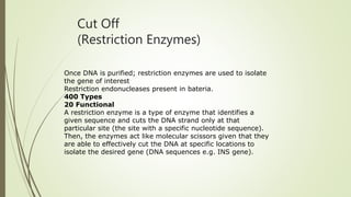 Cut Off
(Restriction Enzymes)
Once DNA is purified; restriction enzymes are used to isolate
the gene of interest
Restriction endonucleases present in bateria.
400 Types
20 Functional
A restriction enzyme is a type of enzyme that identifies a
given sequence and cuts the DNA strand only at that
particular site (the site with a specific nucleotide sequence).
Then, the enzymes act like molecular scissors given that they
are able to effectively cut the DNA at specific locations to
isolate the desired gene (DNA sequences e.g. INS gene).
 