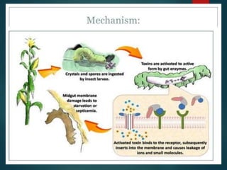 Biotechnology applications in agriculture | PPTX