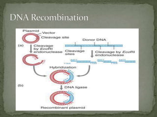 Biotechnology aspect of product development .pptx
