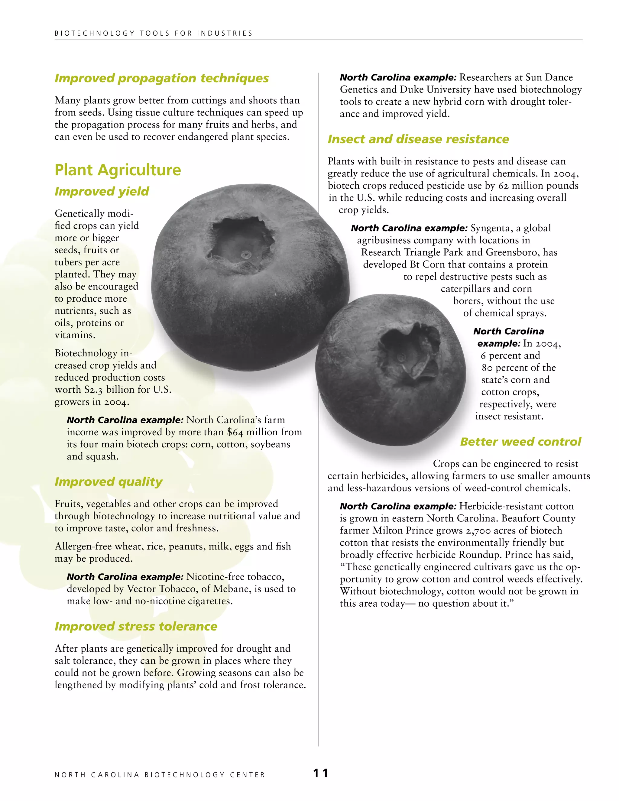 Biotechnology tools for industries




Improved propagation techniques                                  North Carolina example: Researchers at Sun Dance
                                                                 Genetics and Duke University have used biotechnology
Many plants grow better from cuttings and shoots than            tools to create a new hybrid corn with drought toler-
from seeds. Using tissue culture techniques can speed up         ance and improved yield.
the propagation process for many fruits and herbs, and
can even be used to recover endangered plant species.        Insect and disease resistance
                                                             Plants with built-in resistance to pests and disease can
Plant Agriculture                                            greatly reduce the use of agricultural chemicals. In 2004,
                                                             biotech crops reduced pesticide use by 62 million pounds
Improved yield                                               in the U.S. while reducing costs and increasing overall
Genetically modi-                                               crop yields.
fied crops can yield                                               North Carolina example: Syngenta, a global
more or bigger                                                      agribusiness company with locations in
seeds, fruits or                                                     Research Triangle Park and Greensboro, has
tubers per acre                                                      developed Bt Corn that contains a protein
planted. They may                                                             to repel destructive pests such as
also be encouraged                                                                     caterpillars and corn
to produce more                                                                           borers, without the use
nutrients, such as                                                                          of chemical sprays.
oils, proteins or
vitamins.                                                                                      North Carolina
                                                                                                example: In 2004,
Biotechnology in-                                                                               6 percent and
creased crop yields and                                                                          80 percent of the
reduced production costs                                                                         state’s corn and
worth $2.3 billion for U.S.                                                                      cotton crops,
growers in 2004.                                                                                respectively, were
  North Carolina example: North Carolina’s farm                                                insect resistant.
  income was improved by more than $64 million from
  its four main biotech crops: corn, cotton, soybeans                                       Better weed control
  and squash.
                                                                                      Crops can be engineered to resist
                                                             certain herbicides, allowing farmers to use smaller amounts
Improved quality                                             and less-hazardous versions of weed-control chemicals.
Fruits, vegetables and other crops can be improved               North Carolina example: Herbicide-resistant cotton
through biotechnology to increase nutritional value and          is grown in eastern North Carolina. Beaufort County
to improve taste, color and freshness.                           farmer Milton Prince grows 2,700 acres of biotech
Allergen-free wheat, rice, peanuts, milk, eggs and fish          cotton that resists the environmentally friendly but
may be produced.                                                 broadly effective herbicide Roundup. Prince has said,
                                                                 “These genetically engineered cultivars gave us the op-
  North Carolina example: Nicotine-free tobacco,                 portunity to grow cotton and control weeds effectively.
  developed by Vector Tobacco, of Mebane, is used to             Without biotechnology, cotton would not be grown in
  make low- and no-nicotine cigarettes.                          this area today— no question about it.”

Improved stress tolerance
After plants are genetically improved for drought and
salt tolerance, they can be grown in places where they
could not be grown before. Growing seasons can also be
lengthened by modifying plants’ cold and frost tolerance.




NORTH C A ROLIN A B IOTECHNOLOGY CENTER	                    11
 