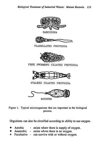 Biological Treatment o
f Industrial Wmtes: Mutant Bacteria 113
SARCODINA
FLAGELLATED PROTOZOA
FREE SWIMMING CILIATED PROTOZOA
STALKED CILIATED PROTOZOA
ROTIFER
Figure 1. Typical microorganisms that are important in the biological
process.
Orgrnisms can also be classified accordingto ability to use oxygen.
0 Aerobic - exists where there is supply of oxygen.
0 Anaerobic - exists where there is no oxygen.
Facultative - can survive with or without oxygen.
 