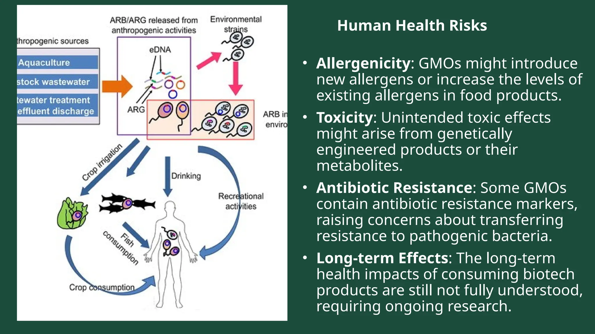 Human Health Risks
• Allergenicity: GMOs might introduce
new allergens or increase the levels of
existing allergens in food products.
• Toxicity: Unintended toxic effects
might arise from genetically
engineered products or their
metabolites.
• Antibiotic Resistance: Some GMOs
contain antibiotic resistance markers,
raising concerns about transferring
resistance to pathogenic bacteria.
• Long-term Effects: The long-term
health impacts of consuming biotech
products are still not fully understood,
requiring ongoing research.
 