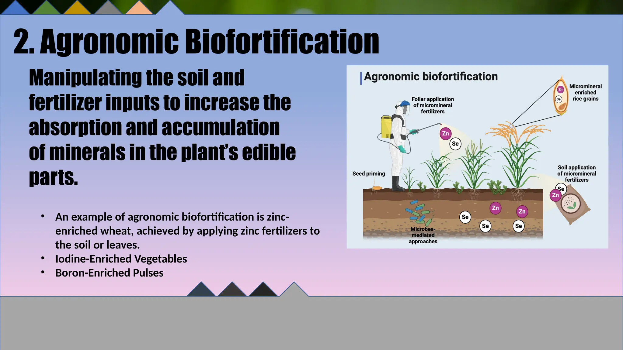 2. Agronomic Biofortification
Manipulating the soil and
fertilizer inputs to increase the
absorption and accumulation
of minerals in the plant’s edible
parts.
• An example of agronomic biofortification is zinc-
enriched wheat, achieved by applying zinc fertilizers to
the soil or leaves.
• Iodine-Enriched Vegetables
• Boron-Enriched Pulses
 