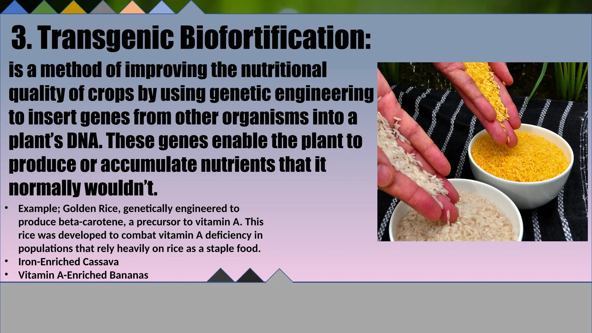 3. Transgenic Biofortification:
is a method of improving the nutritional
quality of crops by using genetic engineering
to insert genes from other organisms into a
plant’s DNA. These genes enable the plant to
produce or accumulate nutrients that it
normally wouldn’t.
• Example; Golden Rice, genetically engineered to
produce beta-carotene, a precursor to vitamin A. This
rice was developed to combat vitamin A deficiency in
populations that rely heavily on rice as a staple food.
• Iron-Enriched Cassava
• Vitamin A-Enriched Bananas
 