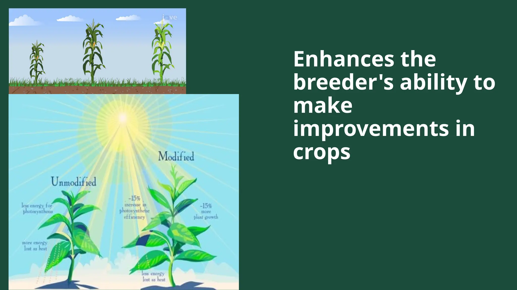 Enhances the
breeder's ability to
make
improvements in
crops
 