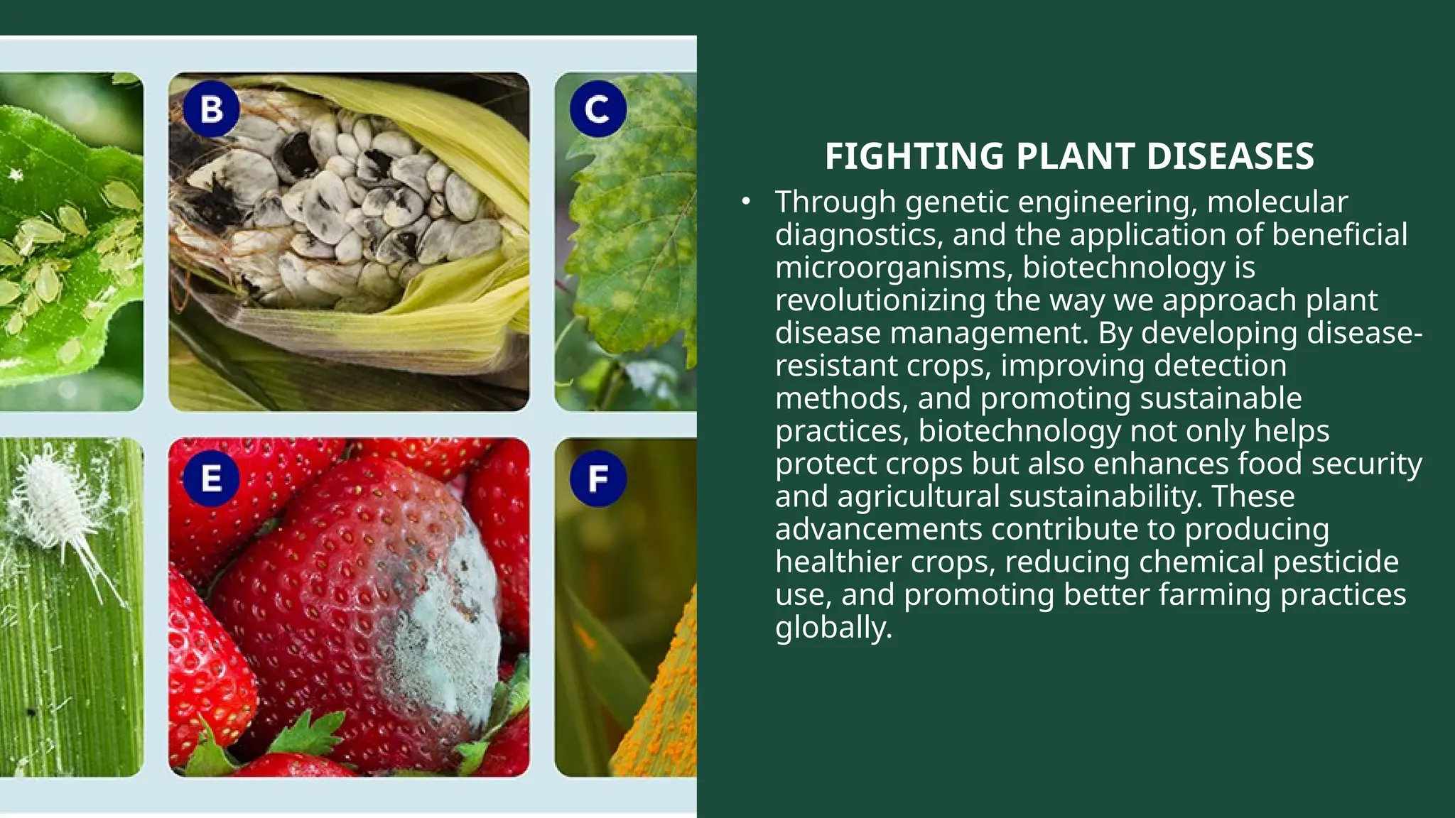 FIGHTING PLANT DISEASES
• Through genetic engineering, molecular
diagnostics, and the application of beneficial
microorganisms, biotechnology is
revolutionizing the way we approach plant
disease management. By developing disease-
resistant crops, improving detection
methods, and promoting sustainable
practices, biotechnology not only helps
protect crops but also enhances food security
and agricultural sustainability. These
advancements contribute to producing
healthier crops, reducing chemical pesticide
use, and promoting better farming practices
globally.
 