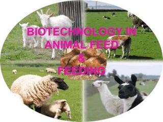 BIOTECHNOLOGY IN
ANIMAL FEED
&
FEEDING
 