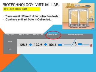 BIOTECHNOLOGY VIRTUAL LAB
COLLECT YOUR DATA
ECB Level Mass of 1st
ear Mass of 2nd
ear Mass of 3rd
ear Average (show work)
 
None
128.6  132.9 154.4
 
 
Low
       
• There are 8 different data collection tests.
• Continue until all Data is Collected.
g3
 