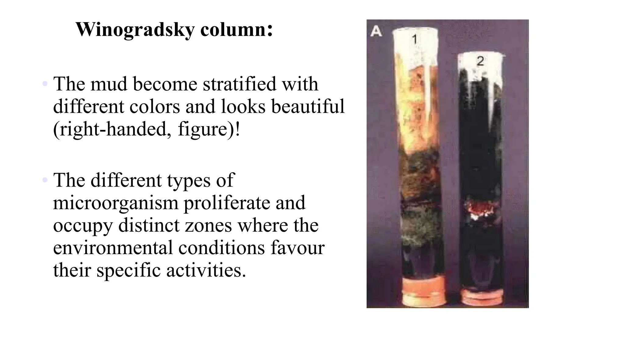 Winogradsky column:
• The mud become stratified with
different colors and looks beautiful
(right-handed, figure)!
• The different types of
microorganism proliferate and
occupy distinct zones where the
environmental conditions favour
their specific activities.
 