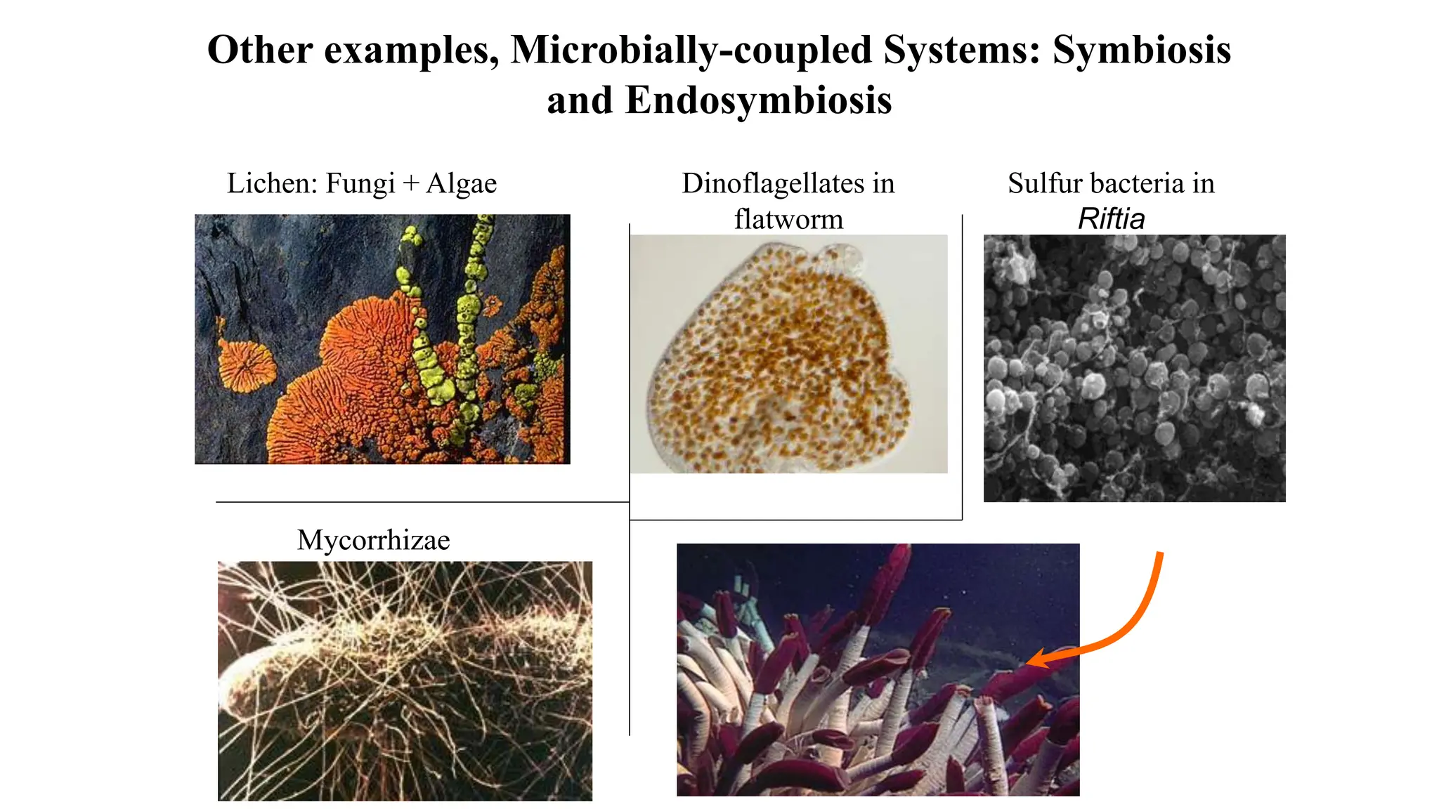 Other examples, Microbially-coupled Systems: Symbiosis
and Endosymbiosis
Lichen: Fungi + Algae Sulfur bacteria in
Riftia
Dinoflagellates in
flatworm
Mycorrhizae
 