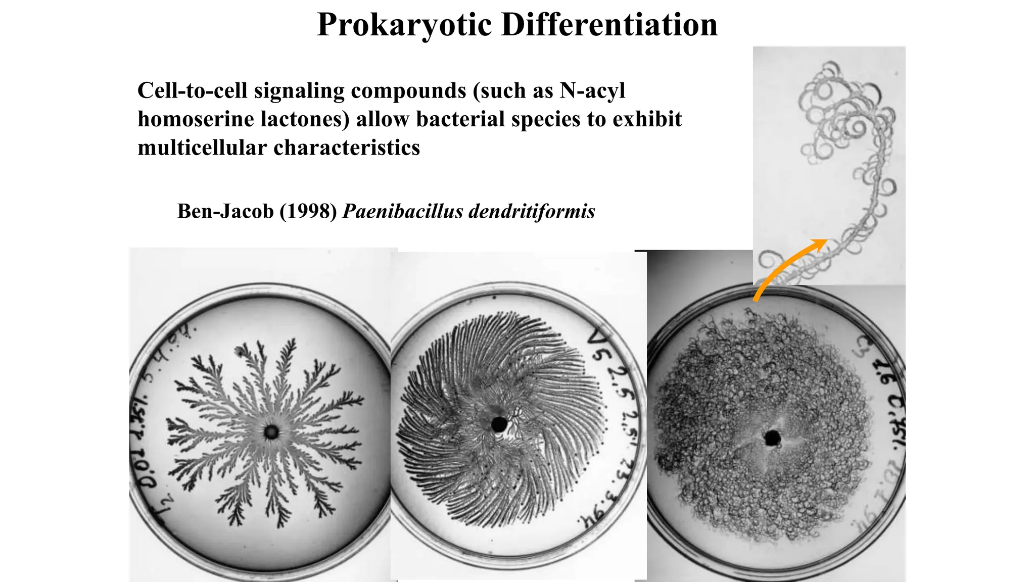 Prokaryotic Differentiation
Ben-Jacob (1998) Paenibacillus dendritiformis
Cell-to-cell signaling compounds (such as N-acyl
homoserine lactones) allow bacterial species to exhibit
multicellular characteristics.
 