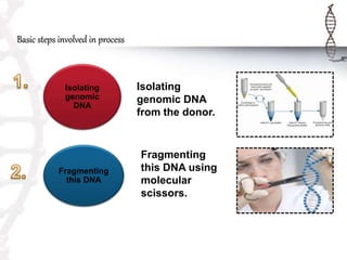 Basic steps involved in process
Isolating
genomic
DNA
Isolating
genomic DNA
from the donor.
Fragmenting
this DNA
Fragmenting
this DNA using
molecular
scissors.
 