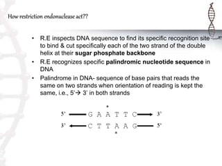 How restriction endonuclease act??
• R.E inspects DNA sequence to find its specific recognition site
to bind & cut specifically each of the two strand of the double
helix at their sugar phosphate backbone
• R.E recognizes specific palindromic nucleotide sequence in
DNA
• Palindrome in DNA- sequence of base pairs that reads the
same on two strands when orientation of reading is kept the
same, i.e., 5’ 3’ in both strands
 