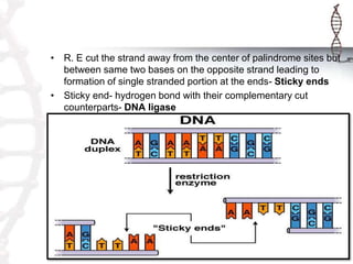 • R. E cut the strand away from the center of palindrome sites but
between same two bases on the opposite strand leading to
formation of single stranded portion at the ends- Sticky ends
• Sticky end- hydrogen bond with their complementary cut
counterparts- DNA ligase
 