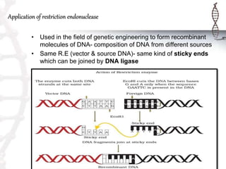 Application of restriction endonuclease
• Used in the field of genetic engineering to form recombinant
molecules of DNA- composition of DNA from different sources
• Same R.E (vector & source DNA)- same kind of sticky ends
which can be joined by DNA ligase
 
