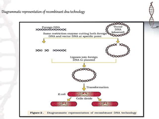Diagrammatic representation of recombinant dna technology
 