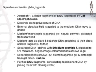 Separation and isolation of dna fragments
• Action of R. E result fragments of DNA- separated by Gel
Electrophoresis
• Depends on negative nature of DNA
• External electrical field is applied to the medium- DNA move to
anode
• Medium/ matrix used is agarose gel- natural polymer, extracted
from sea weed
• Medium- acts as sieve & separate DNA according to their sizes;
smaller fragments- farther
• Separated DNA- stained with Ethidium bromide & exposed to
UV radiations- bright orange coloured bands of DNA in gel
• Separated bands of DNA- cut out from agarose gel & extracted
from gel piece- Elution
• Purified DNA fragments- constructing recombinant DNA by
joining them with cloning vector
 