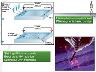 Electrophoresis- separation of
DNA fragments based on size
Staining- Ethidium bromide
Exposure to UV radiation
Cutting out DNA fragments
 