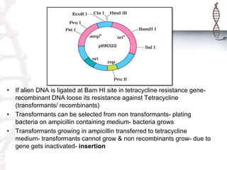 • If alien DNA is ligated at Bam HI site in tetracycline resistance gene-
recombinant DNA loose its resistance against Tetracycline
(transformants/ recombinants)
• Transformants can be selected from non transformants- plating
bacteria on ampicillin containing medium- bacteria grows
• Transformants growing in ampicillin transferred to tetracycline
medium- transformants cannot grow & non recombinants grow- due to
gene gets inactivated- insertion
 