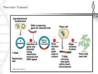Plant vector- Ti plasmid
 