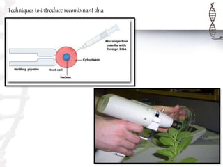 Techniques to introduce recombinant dna
 