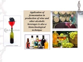 Application of
fermentation in
production of wine and
other alcoholic
beverages is also a
biotechnological
technique
 