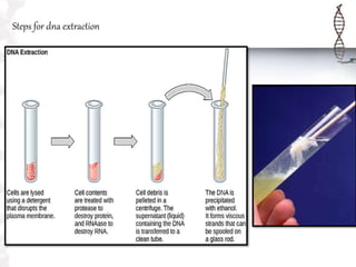 Steps for dna extraction
 