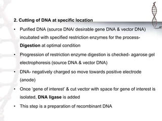 2. Cutting of DNA at specific location
• Purified DNA (source DNA/ desirable gene DNA & vector DNA)
incubated with specified restriction enzymes for the process-
Digestion at optimal condition
• Progression of restriction enzyme digestion is checked- agarose gel
electrophoresis (source DNA & vector DNA)
• DNA- negatively charged so move towards positive electrode
(anode)
• Once ‘gene of interest’ & cut vector with space for gene of interest is
isolated, DNA ligase is added
• This step is a preparation of recombinant DNA
 