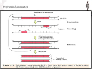 Polymerase chain reaction
 