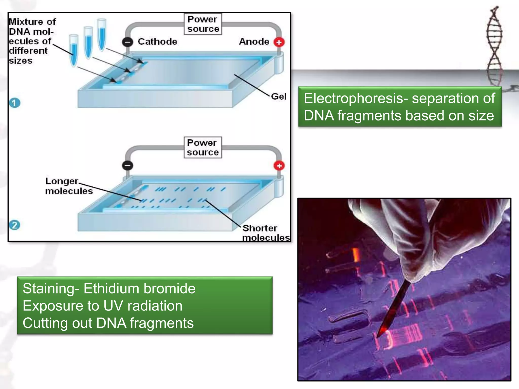 Biotechnology ppt | PPTX