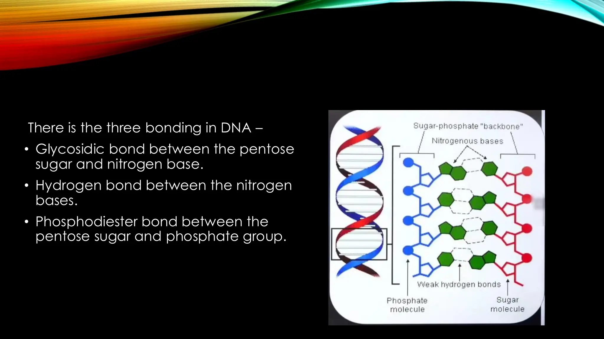 There is the three bonding in DNA –
• Glycosidic bond between the pentose
sugar and nitrogen base.
• Hydrogen bond between the nitrogen
bases.
• Phosphodiester bond between the
pentose sugar and phosphate group.
 