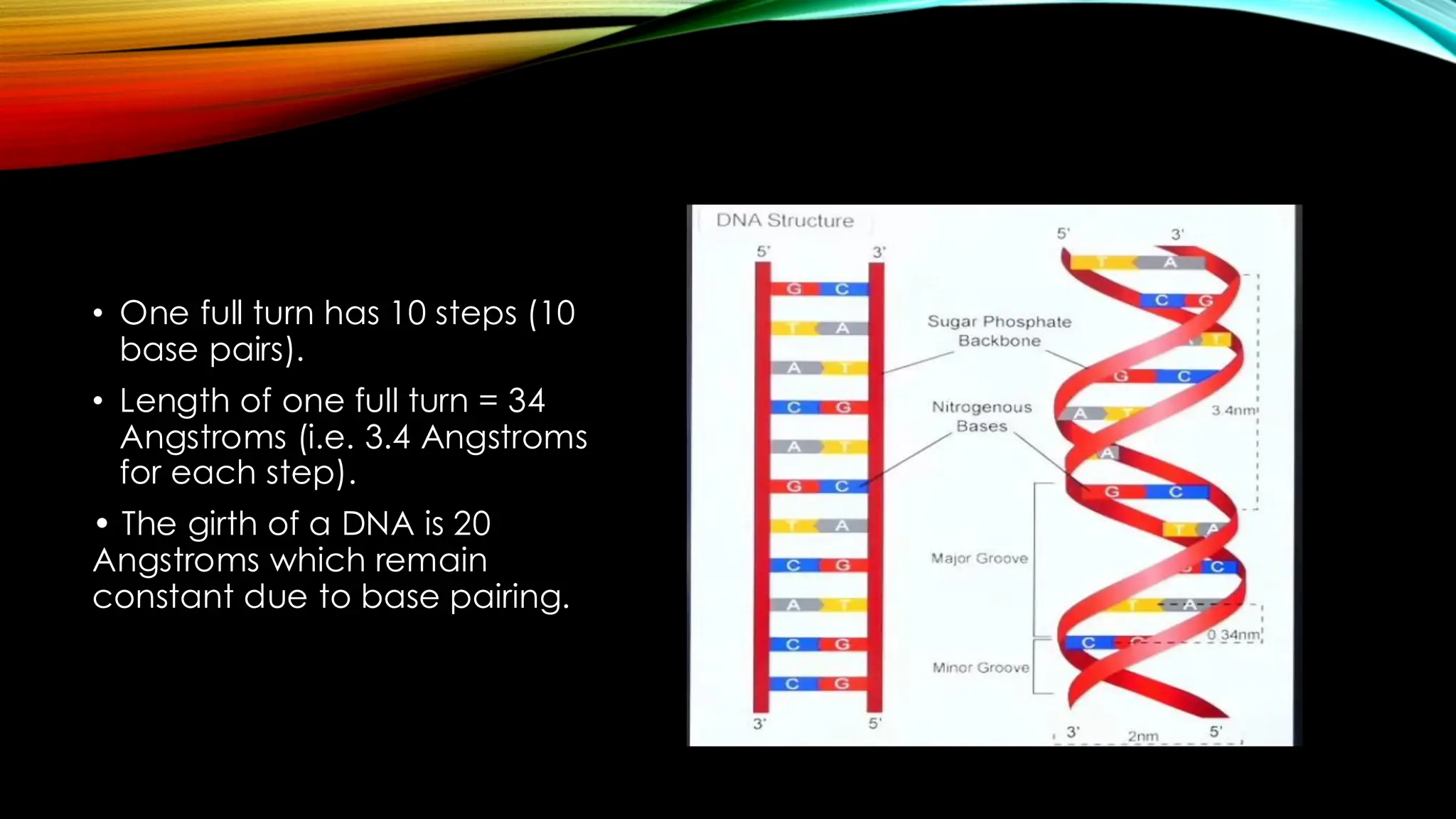 • One full turn has 10 steps (10
base pairs).
• Length of one full turn = 34
Angstroms (i.e. 3.4 Angstroms
for each step).
• The girth of a DNA is 20
Angstroms which remain
constant due to base pairing.
 