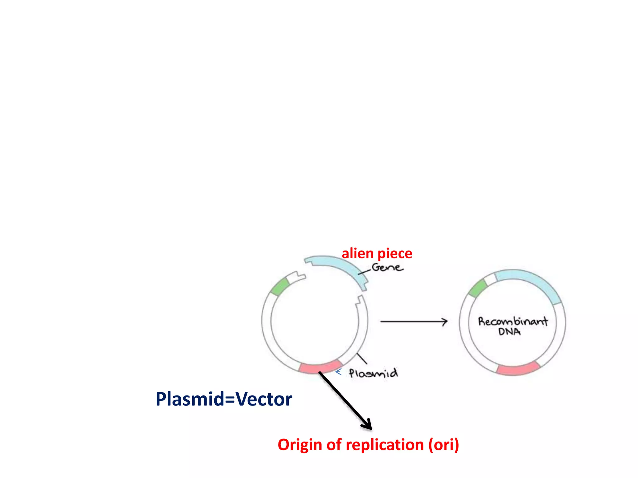 Biotechnology principles and process: Vectors, Restriction endonuclease enzymes, Tools of r-DNA technology