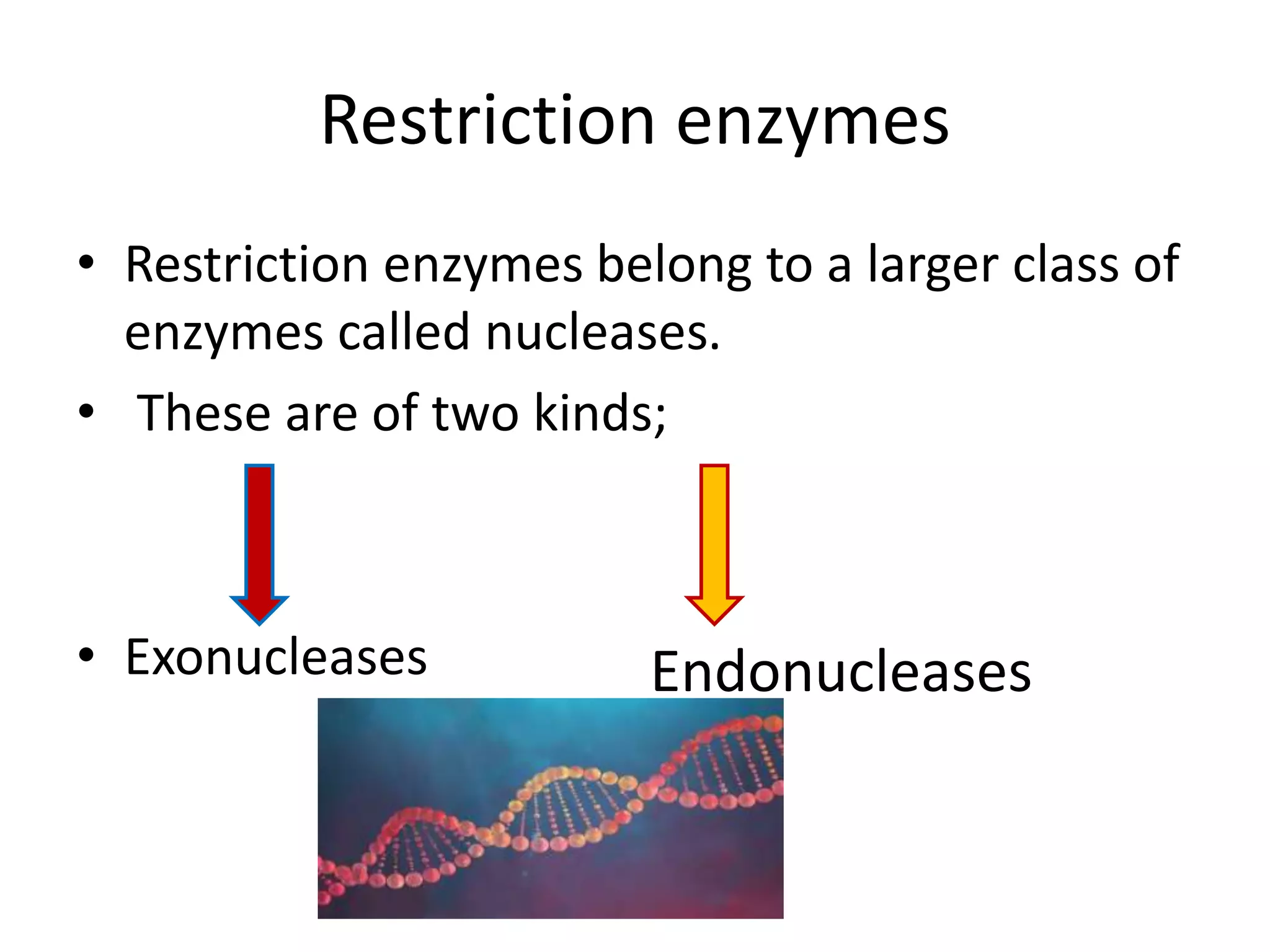 Biotechnology principles and process: Vectors, Restriction endonuclease enzymes, Tools of r-DNA technology