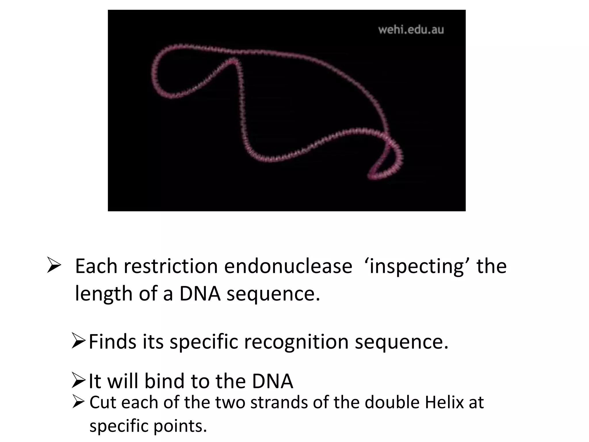Biotechnology principles and process: Vectors, Restriction endonuclease enzymes, Tools of r-DNA technology