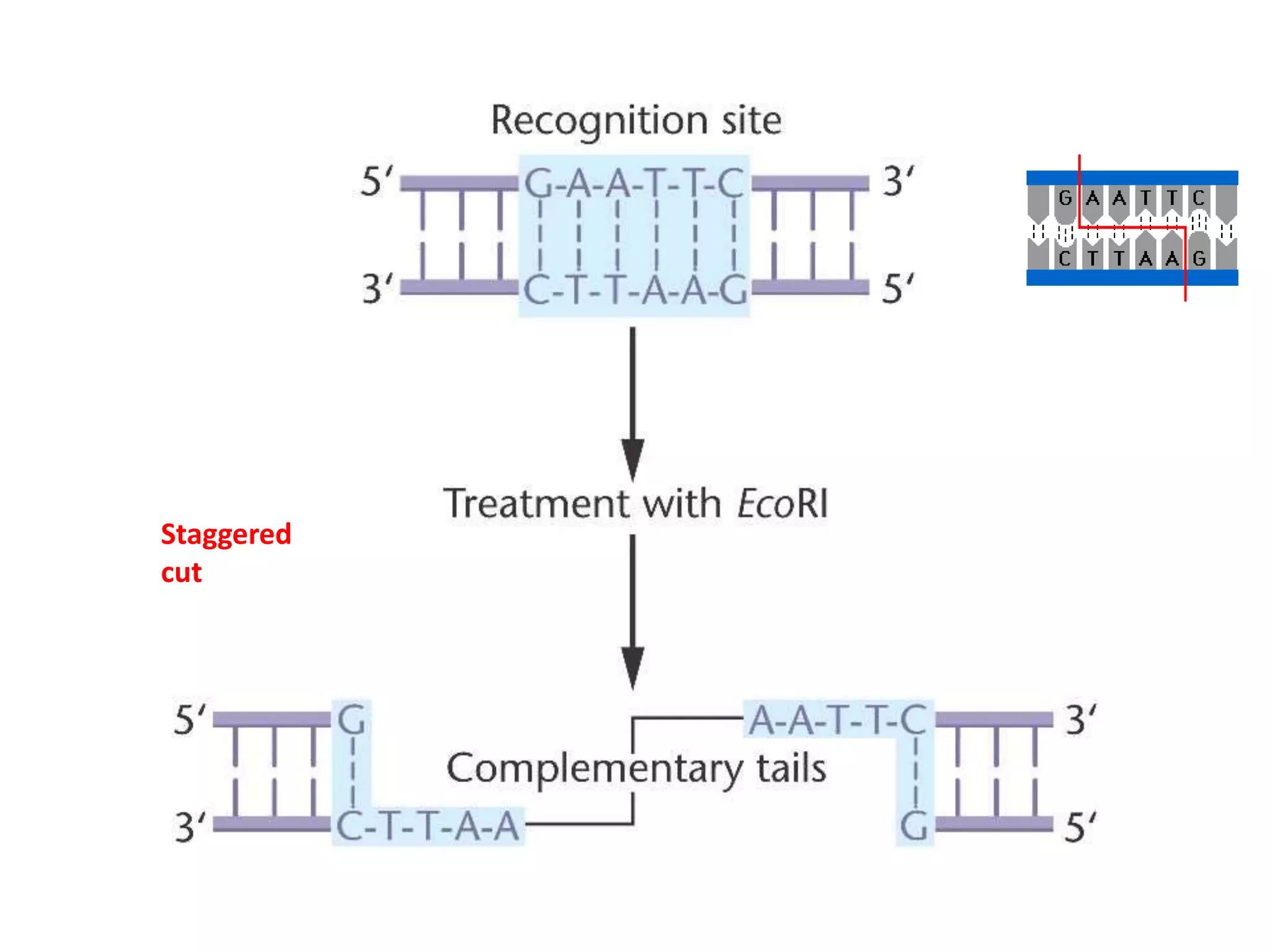 Biotechnology principles and process: Vectors, Restriction endonuclease enzymes, Tools of r-DNA technology