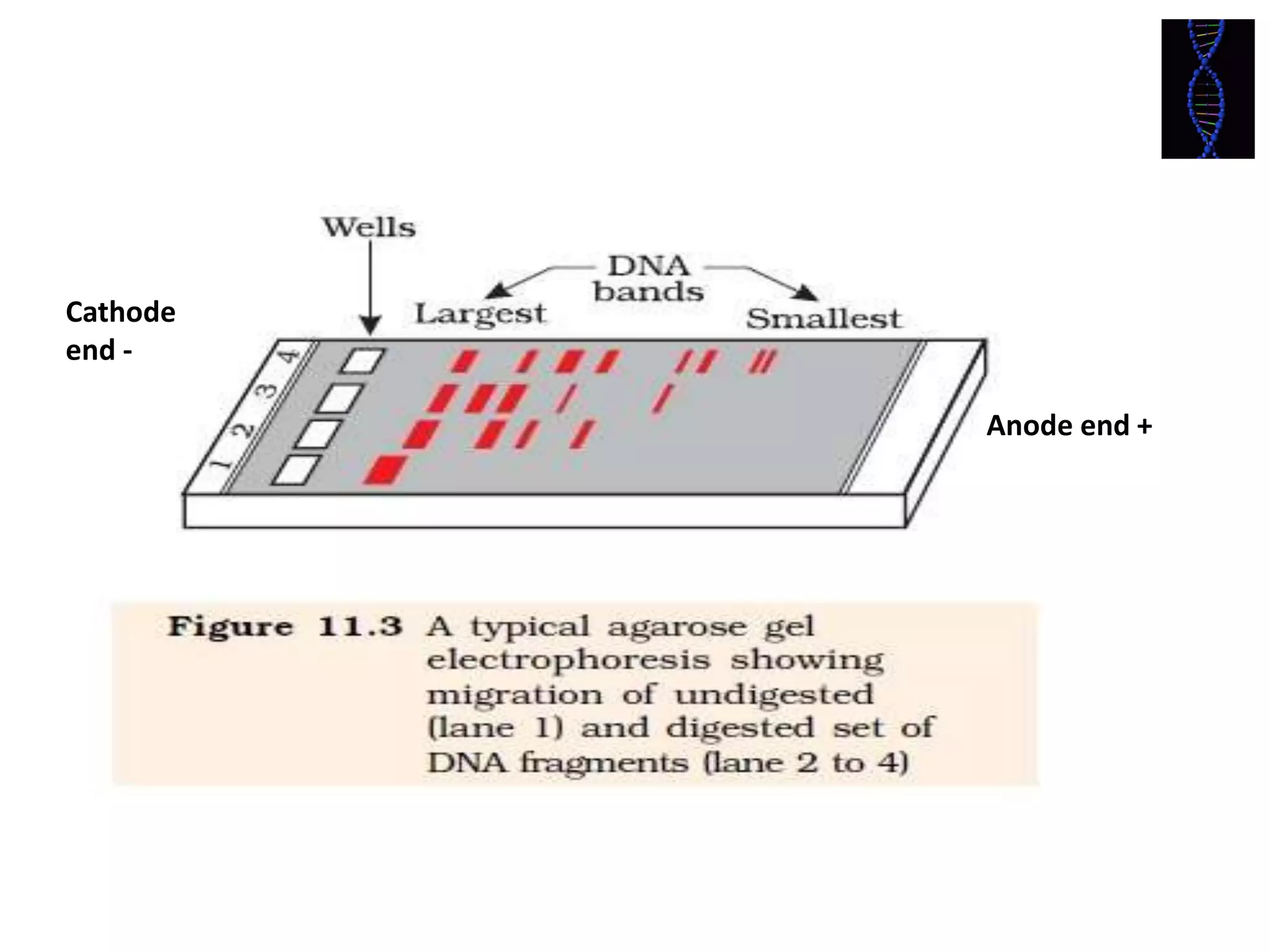 Biotechnology principles and process: Vectors, Restriction endonuclease enzymes, Tools of r-DNA technology