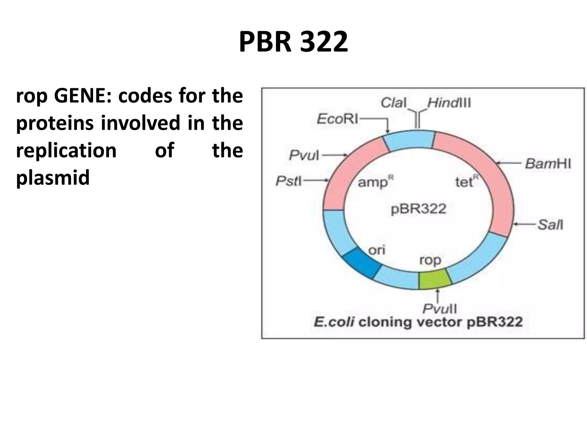 Biotechnology principles and process: Vectors, Restriction endonuclease enzymes, Tools of r-DNA technology