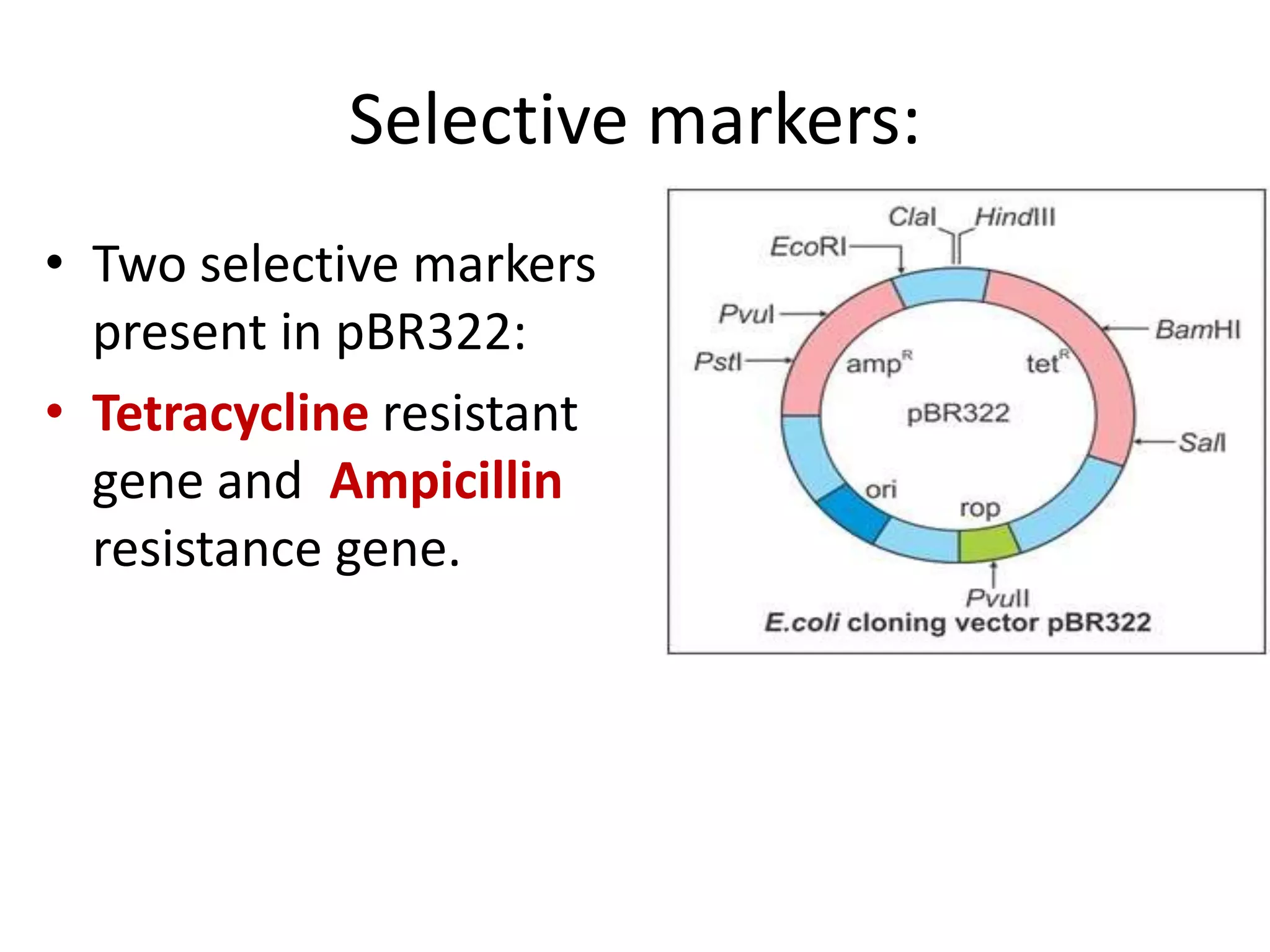Biotechnology principles and process: Vectors, Restriction endonuclease enzymes, Tools of r-DNA technology