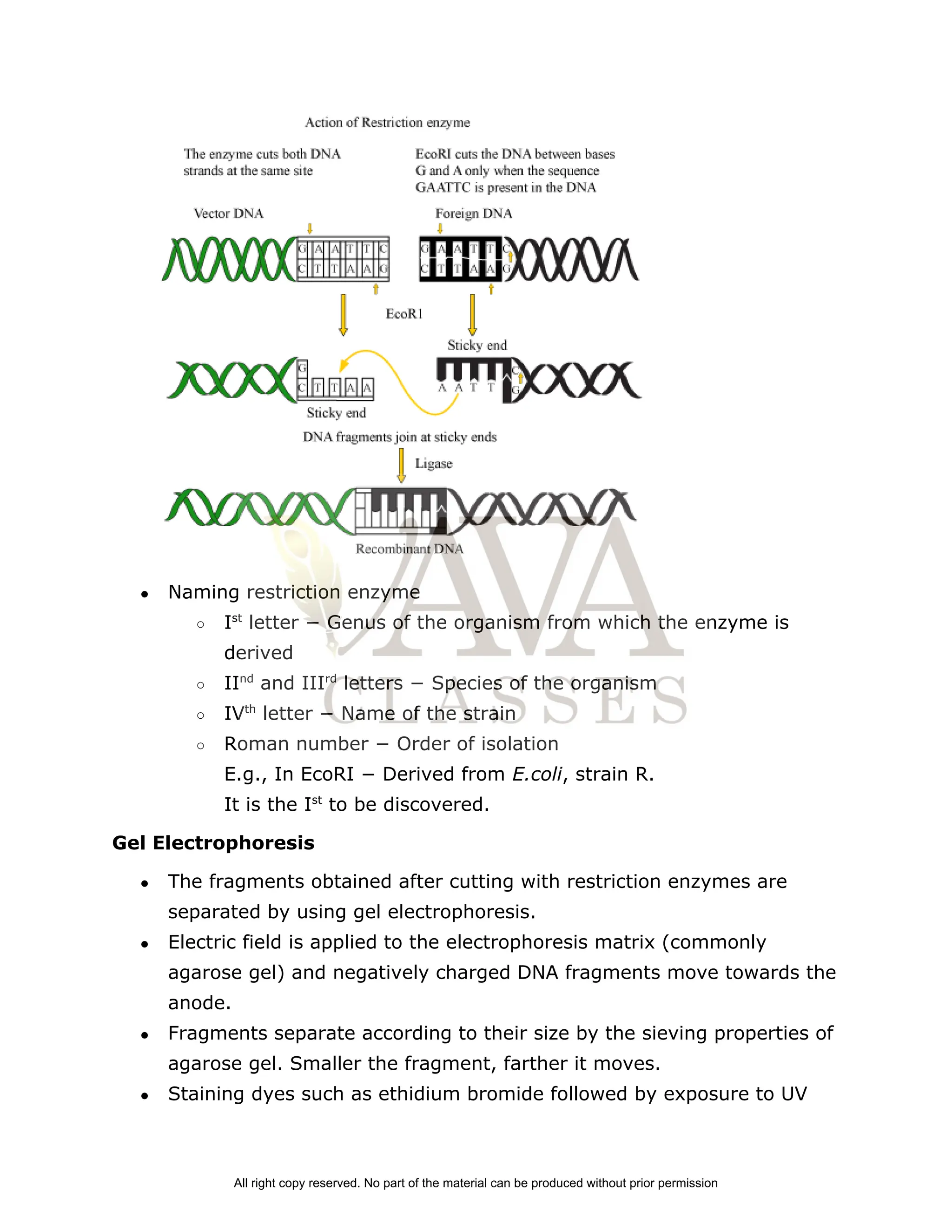 ● Naming restriction enzyme
○ I​
st​
letter − Genus of the organism from which the enzyme is
derived
○ II​
nd​
and III​
rd​
letters − Species of the organism
○ IV​
th​
letter − Name of the strain
○ Roman number − Order of isolation
E.g., In EcoRI − Derived from ​
E.coli​
, strain R.
It is the I​
st​
to be discovered.
Gel Electrophoresis
● The fragments obtained after cutting with restriction enzymes are
separated by using gel electrophoresis.
● Electric field is applied to the electrophoresis matrix (commonly
agarose gel) and negatively charged DNA fragments move towards the
anode.
● Fragments separate according to their size by the sieving properties of
agarose gel. Smaller the fragment, farther it moves.
● Staining dyes such as ethidium bromide followed by exposure to UV
All right copy reserved. No part of the material can be produced without prior permission
 