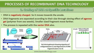Biotechnology: Principles and Processes [Courtesy - BANK OF BIOLOGY] | PPTX